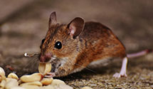 24 Hour & Emergency Exterminators in Williamsburg, NM